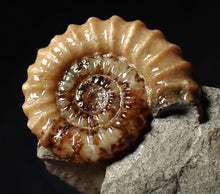 Load image into Gallery viewer, "Popped" 28mm calcite Promicroceras ammonite fossil display piece