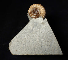 Load image into Gallery viewer, "Popped" 28mm calcite Promicroceras ammonite fossil display piece