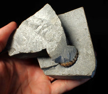 Load image into Gallery viewer, "Popped" 28mm calcite Promicroceras ammonite fossil display piece