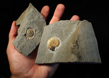 Load image into Gallery viewer, "Popped" 28mm calcite Promicroceras ammonite fossil display piece