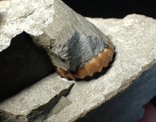 Load image into Gallery viewer, "Popped" 28mm calcite Promicroceras ammonite fossil display piece