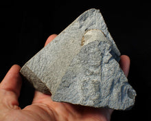 Load image into Gallery viewer, "Popped" 28mm calcite Promicroceras ammonite fossil display piece