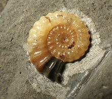 Load image into Gallery viewer, "Popped" 28mm calcite Promicroceras ammonite fossil display piece