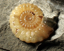 Load image into Gallery viewer, "Popped" 28mm calcite Promicroceras ammonite fossil display piece