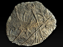 Load image into Gallery viewer, Replica of a rare complete pyritised crinoid