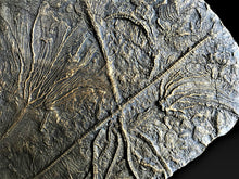 Load image into Gallery viewer, Replica of a rare complete pyritised crinoid
