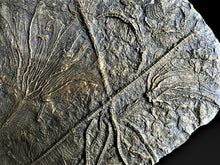 Load image into Gallery viewer, Replica of a rare complete pyritised crinoid