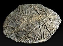 Load image into Gallery viewer, Replica of a rare complete pyritised crinoid