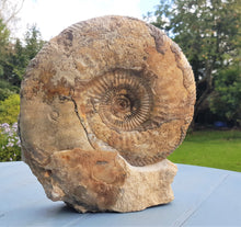 Load image into Gallery viewer, Large Parkinsonia display ammonite (260 mm)