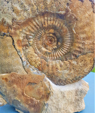 Load image into Gallery viewer, Large Parkinsonia display ammonite (260 mm)