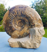 Load image into Gallery viewer, Large Parkinsonia display ammonite (260 mm)