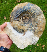 Load image into Gallery viewer, Large Parkinsonia display ammonite (260 mm)
