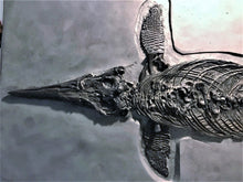 Load image into Gallery viewer, Replica prone <em>Ichthyosaurus communis</em> from Lyme Regis