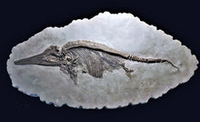 Load image into Gallery viewer, Replica juvenile Ichthyosaurus communis from Lyme Regis