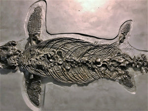 Replica prone <em>Ichthyosaurus communis</em> from Lyme Regis