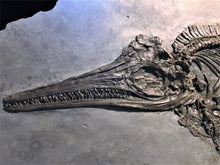 Load image into Gallery viewer, Replica juvenile Ichthyosaurus communis from Lyme Regis