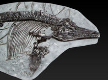 Load image into Gallery viewer, Replica complete <em>Ichthyosaurus breviceps</em> from Lyme Regis