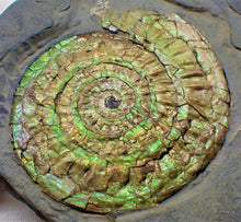 Load image into Gallery viewer, Green iridescent Caloceras display ammonite