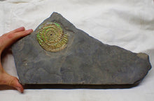 Load image into Gallery viewer, Green iridescent Caloceras display ammonite