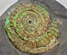 Load image into Gallery viewer, Green iridescent Caloceras display ammonite