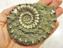 Load image into Gallery viewer, Large <em>Eoderoceras bispinigerum</em> ammonite (94 mm)