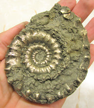 Load image into Gallery viewer, Large <em>Eoderoceras bispinigerum</em> ammonite (94 mm)