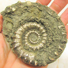Load image into Gallery viewer, Large <em>Eoderoceras bispinigerum</em> ammonite (94 mm)