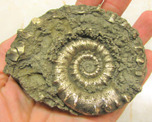 Load image into Gallery viewer, Large <em>Eoderoceras bispinigerum</em> ammonite (94 mm)
