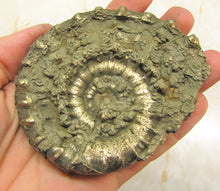 Load image into Gallery viewer, Large <em>Eoderoceras bispinigerum</em> ammonite (94 mm)