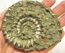 Load image into Gallery viewer, Large <em>Eoderoceras bispinigerum</em> ammonite (94 mm)