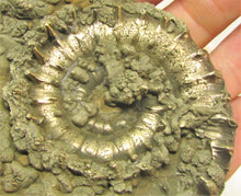 Load image into Gallery viewer, Large <em>Eoderoceras bispinigerum</em> ammonite (94 mm)