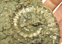 Load image into Gallery viewer, Large <em>Eoderoceras bispinigerum</em> ammonite (94 mm)