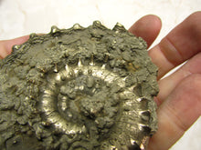 Load image into Gallery viewer, Large <em>Eoderoceras bispinigerum</em> ammonite (94 mm)