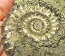 Load image into Gallery viewer, Large <em>Eoderoceras bispinigerum</em> ammonite (94 mm)
