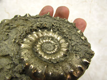 Load image into Gallery viewer, Large <em>Eoderoceras bispinigerum</em> ammonite (94 mm)