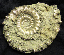 Load image into Gallery viewer, Large <em>Eoderoceras bispinigerum</em> ammonite (94 mm)