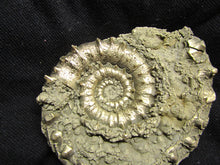 Load image into Gallery viewer, Large <em>Eoderoceras bispinigerum</em> ammonite (94 mm)
