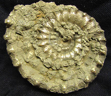 Load image into Gallery viewer, Large <em>Eoderoceras bispinigerum</em> ammonite (94 mm)