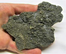 Load image into Gallery viewer, Big detailed crinoid fossil (116 mm)