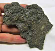 Load image into Gallery viewer, Big detailed crinoid fossil (116 mm)