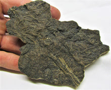 Load image into Gallery viewer, Big detailed crinoid fossil (116 mm)