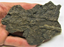 Load image into Gallery viewer, Big detailed crinoid fossil (116 mm)