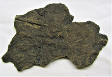 Load image into Gallery viewer, Big detailed crinoid fossil (116 mm)