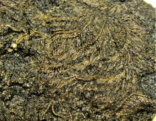 Load image into Gallery viewer, Big detailed crinoid fossil (116 mm)