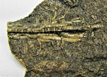Load image into Gallery viewer, Big detailed crinoid fossil (116 mm)