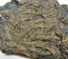 Load image into Gallery viewer, Big detailed crinoid fossil (116 mm)