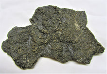 Load image into Gallery viewer, Big detailed crinoid fossil (116 mm)