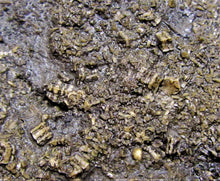 Load image into Gallery viewer, Big detailed crinoid fossil (116 mm)