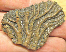 Load image into Gallery viewer, Pentacrinites crinoid head (49 mm)