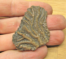 Load image into Gallery viewer, Pentacrinites crinoid head (49 mm)